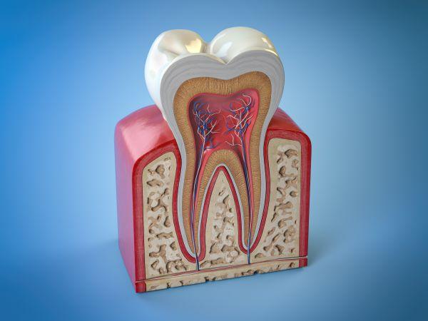 root system in tooth